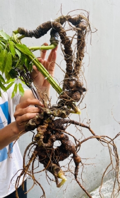 Sâm Ngọc Linh Lâu Năm